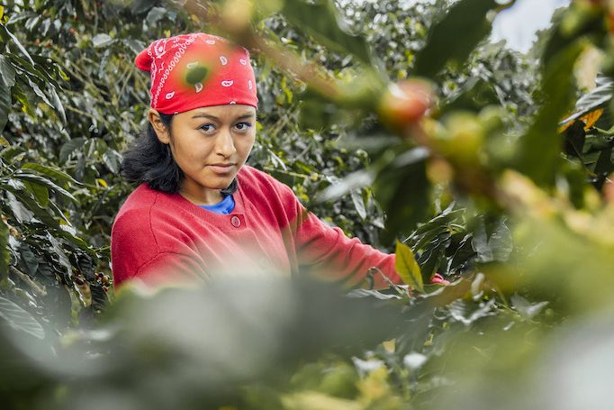 Honduras Celebra su Primera Gran Expo de Café: Honduran Coffee Expo 2024