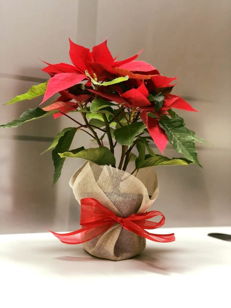 regalos navideños económicos con plantas decorativas